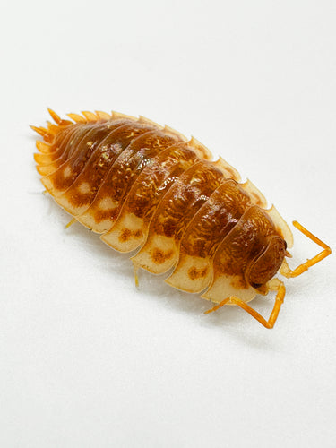 Oniscus Asellus